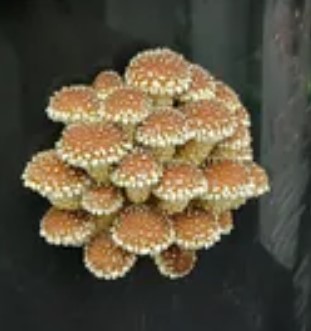 Chestnut Mushroom